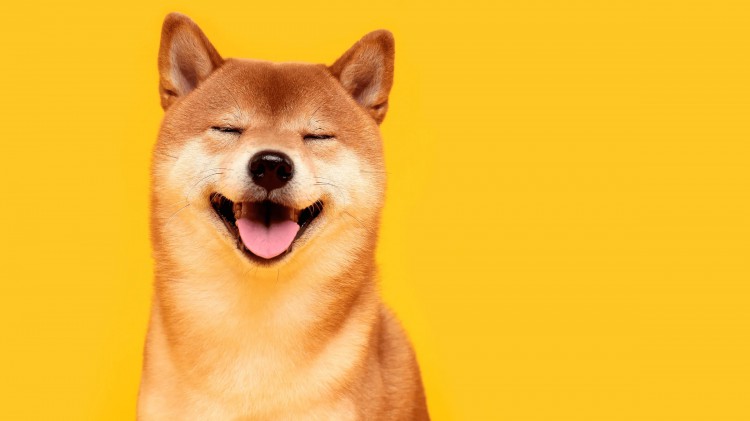 柴犬怒吼2024年燒傷潮點(diǎn)燃爆炸性反彈