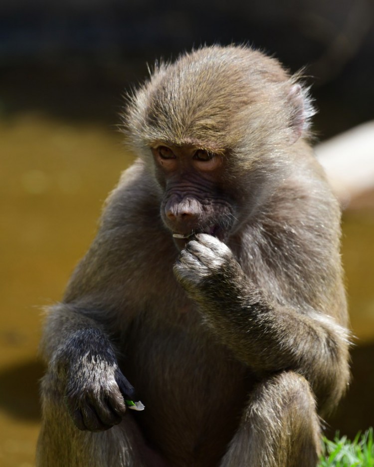 [卡爾]緊急警報引發(fā)狒狒逃跑恐懼后，動物園游客被疏散并被封鎖
