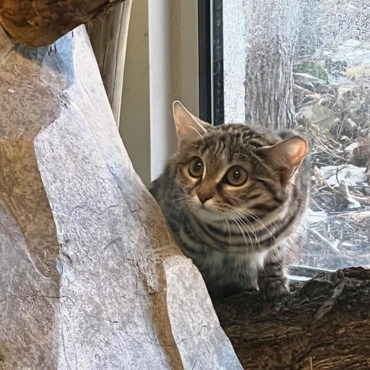 [麗莎]世界上最致命但最可愛的貓抵達(dá)猶他動物園：性格活潑