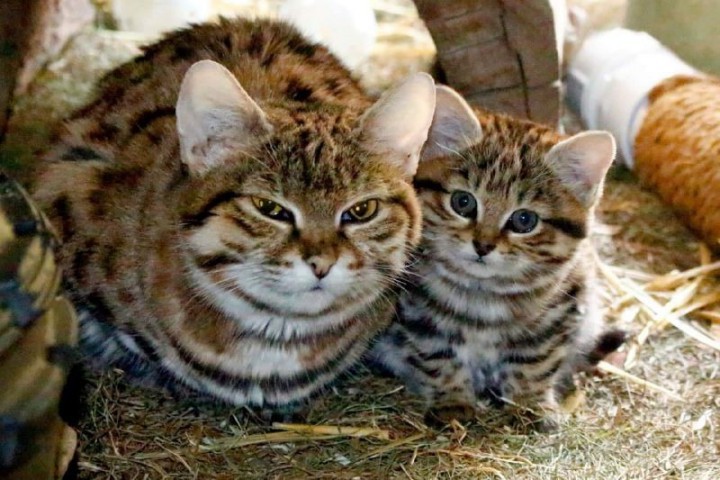 世界上最致命但最可愛的貓抵達(dá)猶他動(dòng)物園性格活潑