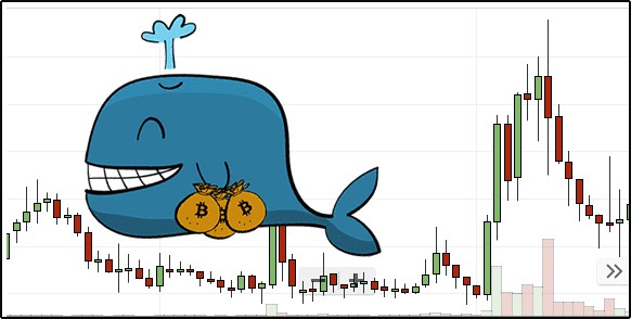 智能鯨魚駕馭加密貨幣