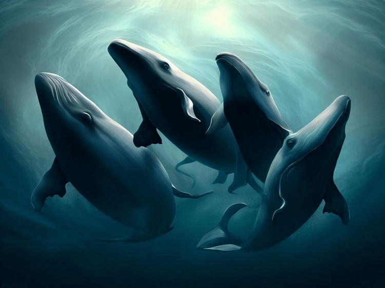 Bull Run Altcoin Whales Accumulating!