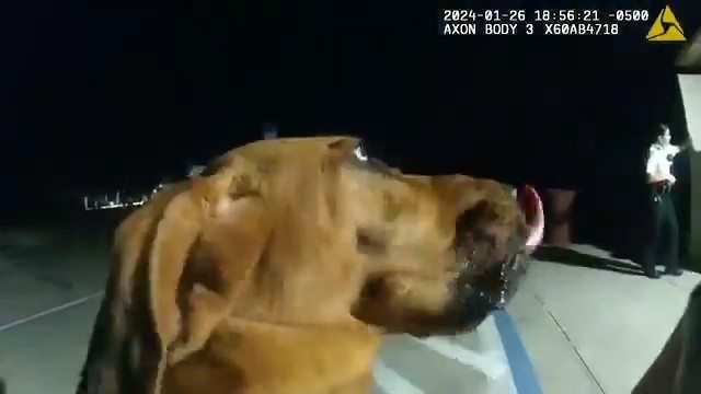 佛羅里達州K9在公園衛(wèi)生間發(fā)現(xiàn)失蹤11歲女孩官員