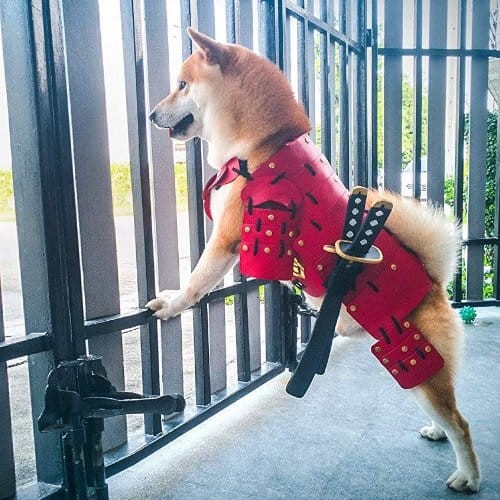 SHIBAINU000769美元價格目標(biāo)賺500萬或1000萬美元需要多少資金