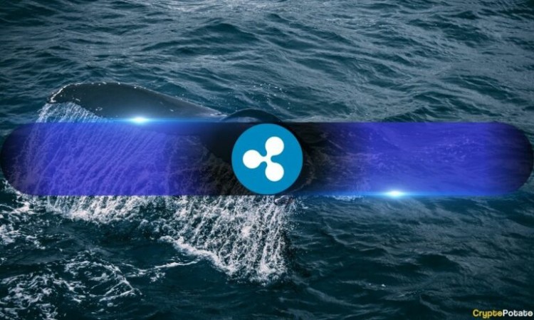 在RIPPLE訴SEC訴訟案更新期間XRP鯨魚持有量創(chuàng)下歷史新高